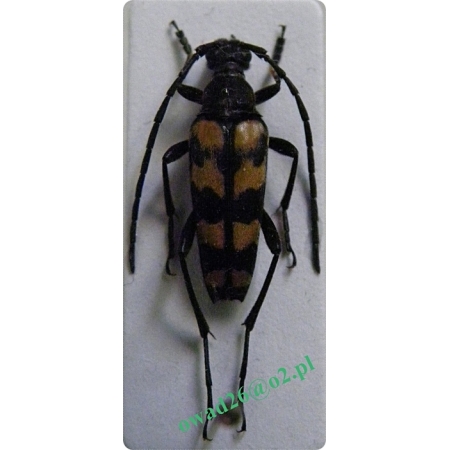Leptura quadrifasciata Linnaeus, 1758 male